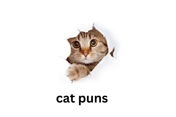 cat puns
