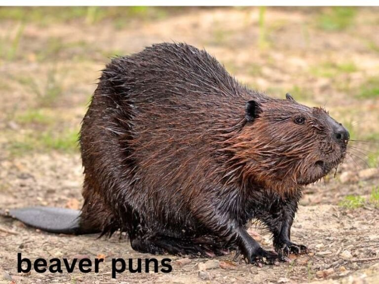 beaver puns